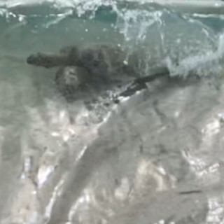 SurfingTurtle avatar