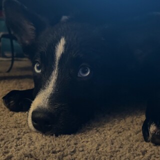 chocolate_lover avatar