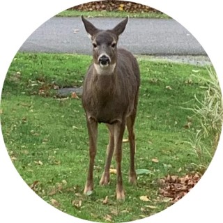 TommiesLeftEyebrow avatar