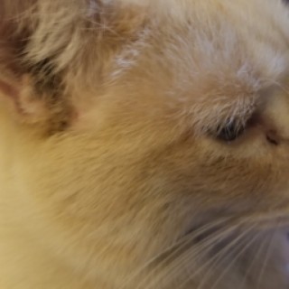 midnighthyena avatar