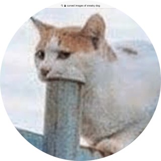 dankmemesforyou avatar