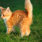 Merida_Willow avatar