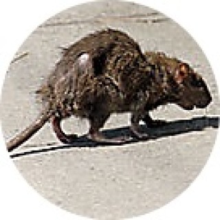 nastyrat avatar