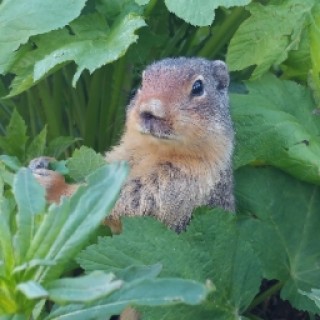 lauren_the_lunatic avatar