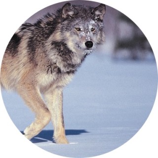 Erik_huckle2008 avatar