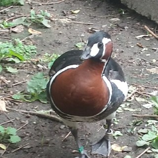 Mundanegunmemes avatar