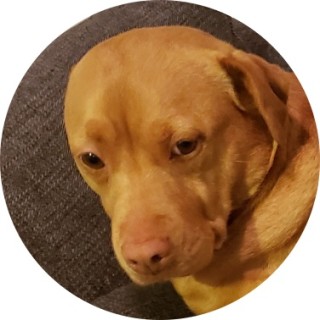 potatoawesome avatar