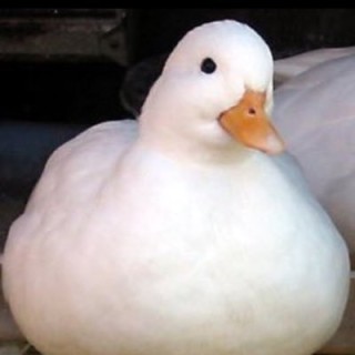 your_personal_duck avatar