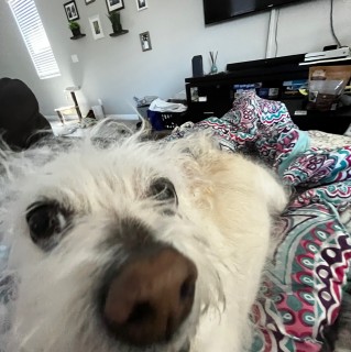 ticklebooty87 avatar