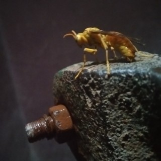 nocturnalxx665 avatar