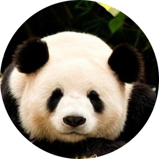pandagirl24 avatar