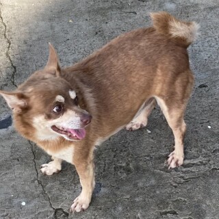 sheppy sho