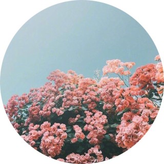 damnshethick1 avatar