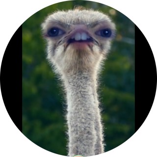 Memes_Channel avatar