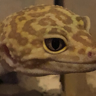 pencilfart777 avatar