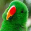 Parrotpocalypse avatar