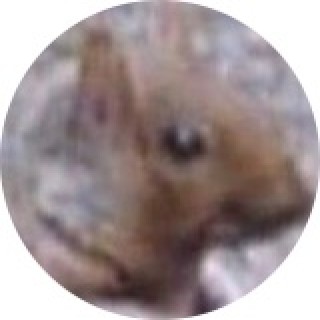 SquirrelInABox avatar