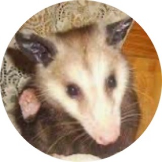 Opossum avatar