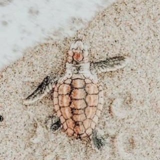 progirl332254 avatar