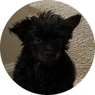 queen_helps22 avatar