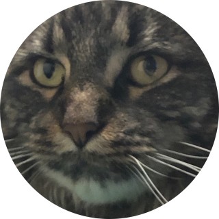oscarthecatwithme avatar