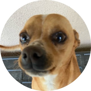 Doggo69 avatar