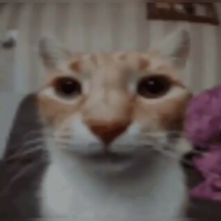 blackNigger88 avatar