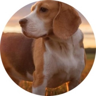 beaglememes avatar