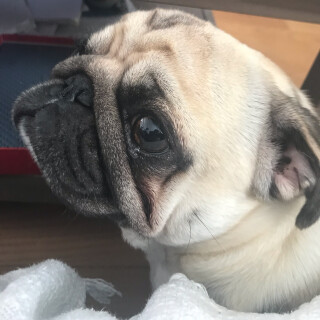 the_meme_hunter avatar