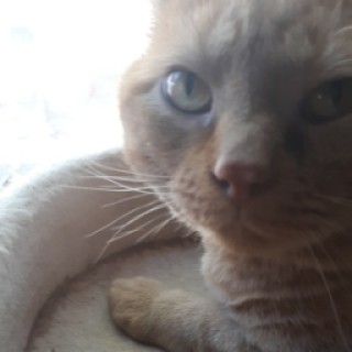 dhdkdkskdjkdsk avatar