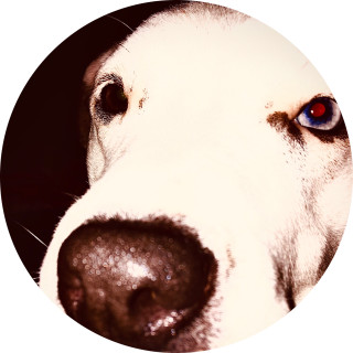 memesare_great1 avatar