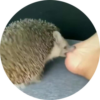 i_sliped_on_a_potato avatar