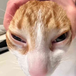 CatMemesBestMemes avatar