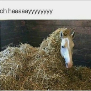 Hayisforhorses avatar