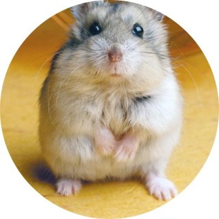 I_NEED_DONUTTSS avatar