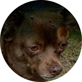 Depressed_Doggo018 avatar