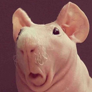 Sir_ToppemHat avatar