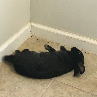 BanePostMemeys avatar