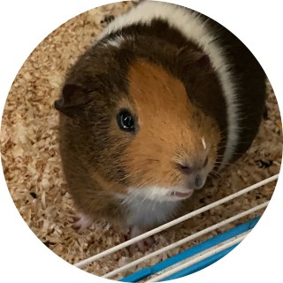 stefonthepigeon avatar