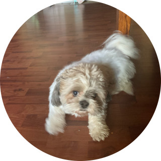 jujujuciy_coollll avatar