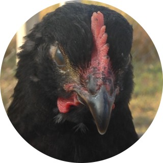 CrazyRussianMemer avatar