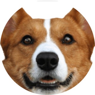 snoopmaster420 avatar