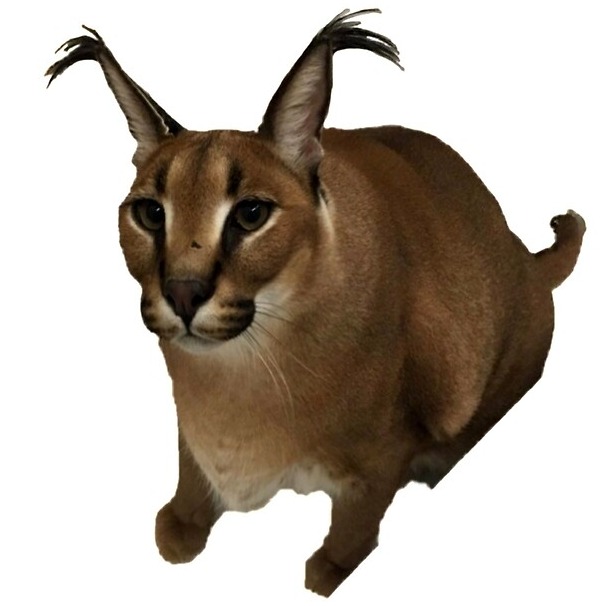 No_she_nothing_no_1233 avatar