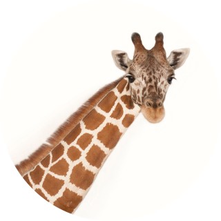 friedjellyfish avatar