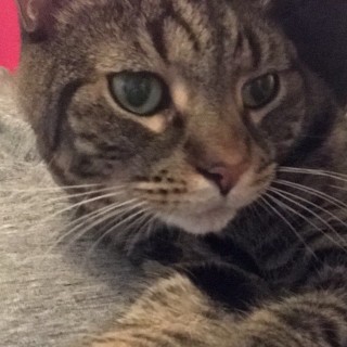 I_Only_Watch_Meme avatar