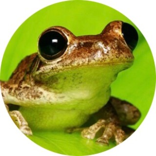 XxDERP_FROGxX avatar