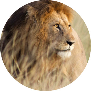 lionloverhiphopdancer avatar