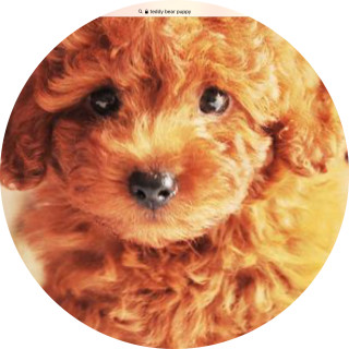 meme_master_brpecause_i_can avatar