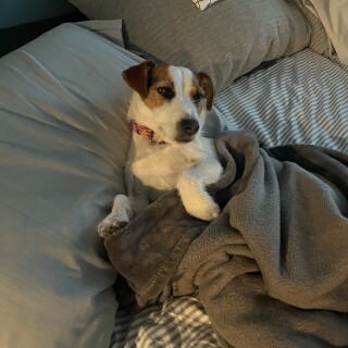 irlocalweirdo avatar