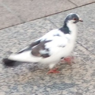 NeverEndingSleepMachine avatar